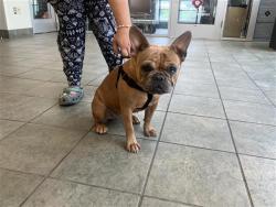 Shelter Stray Female Dog last seen BLOCK OF 400 N GEN MCMULLEN, San Antonio, TX 78227