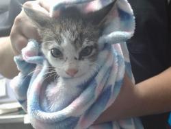 Shelter Stray Male Cat last seen Near BLOCK JIM MCDOWELL NW, Albuquerque, NM 87121