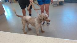Shelter Stray Female Dog last seen Near BLOCK BRONNER CIRCLE, Watterson Park, KY 40218
