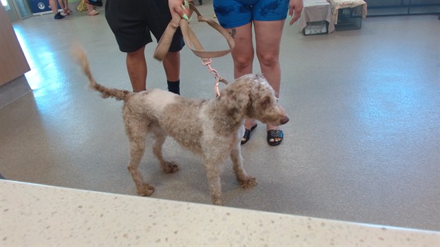 Shelter Stray Female Dog last seen Near BLOCK BRONNER CIRCLE, Watterson Park, KY 40218