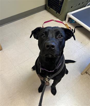 Shelter Stray Male Dog last seen , Jacksonville, FL 32204