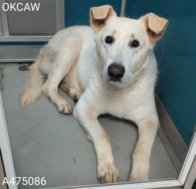 Shelter Stray Male Dog last seen Near BLOCK CASHION PL, OKLAHOMA CITY OK 73112, Oklahoma City, OK 73129