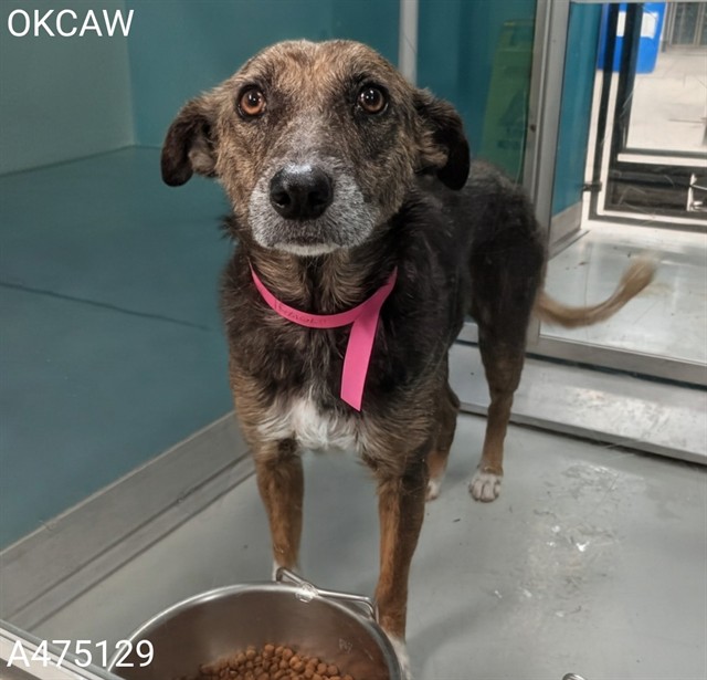 Shelter Stray Female Dog last seen FOUND ON 1 40 AND SOONER RD ON THE HIGHWAY, Oklahoma City, OK 73129