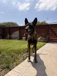Reunited Female Dog last seen Hilltop Middle School, Chula Vista, CA 91910