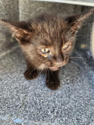 Shelter Stray Unknown Cat last seen LONGWOOD/ CALIFORNIA ST, Huntsville, AL 35805