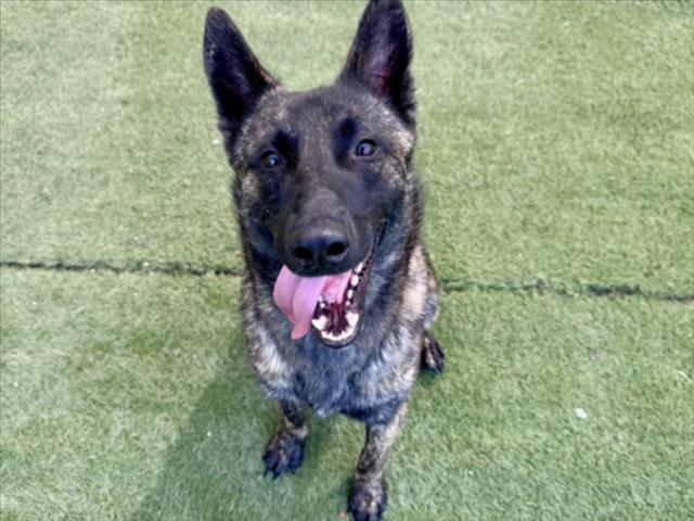Shelter Stray Male Dog last seen , Los Angeles, CA 90025