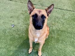 Shelter Stray Male Dog last seen , Los Angeles, CA 90025
