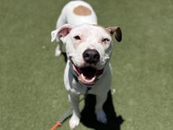 Shelter Stray Male Dog last seen , Los Angeles, CA 90025