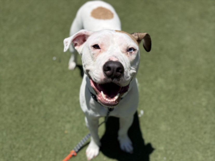 Shelter Stray Male Dog last seen , Los Angeles, CA 90025
