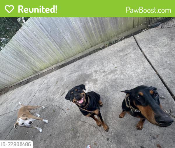 Reunited Female Dog last seen Cutten and Bourgeois , Houston, TX 77066