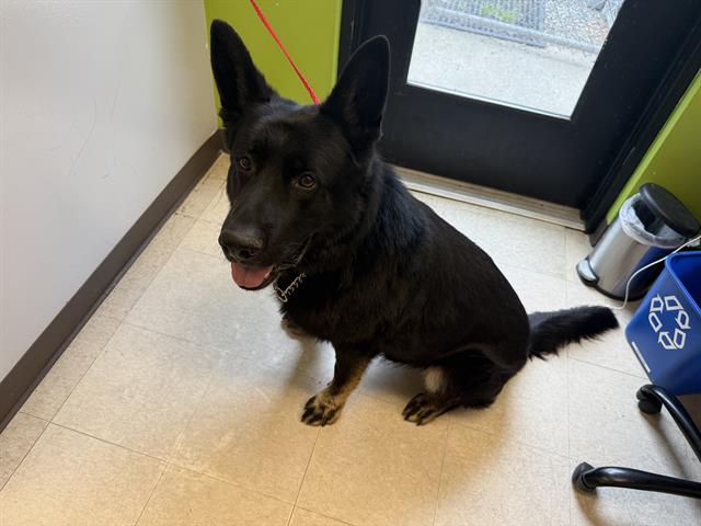 Shelter Stray Male Dog last seen Near BLOCK S 133RD ST, TUKWILA WA 98168, Kent, WA 98032