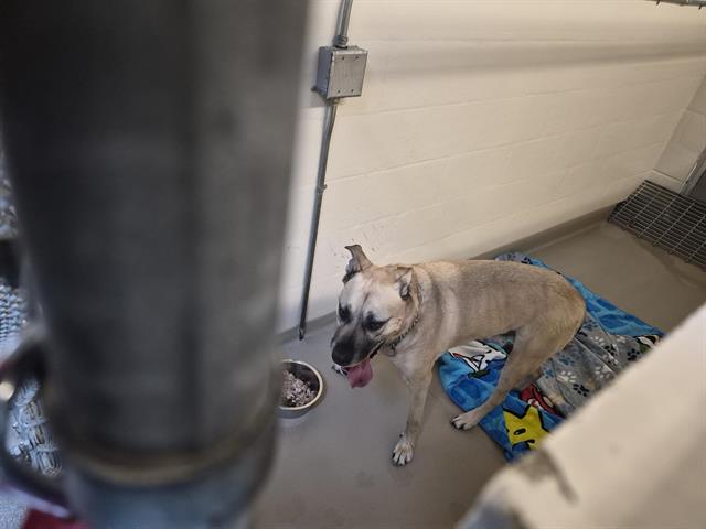 Shelter Stray Male Dog last seen Near BLOCK 132ND AVE SE, BELLEVUE WA 98006, Kent, WA 98032