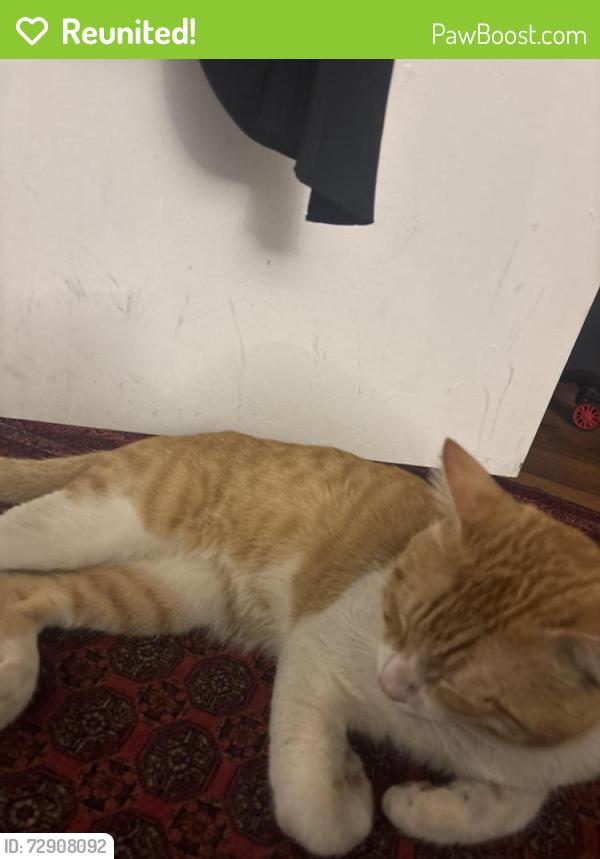 Reunited Male Cat last seen Behind the hses of a workshop or across the street, San Diego County, CA 92115