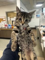 Shelter Stray Male Cat last seen , Los Angeles, CA 91405