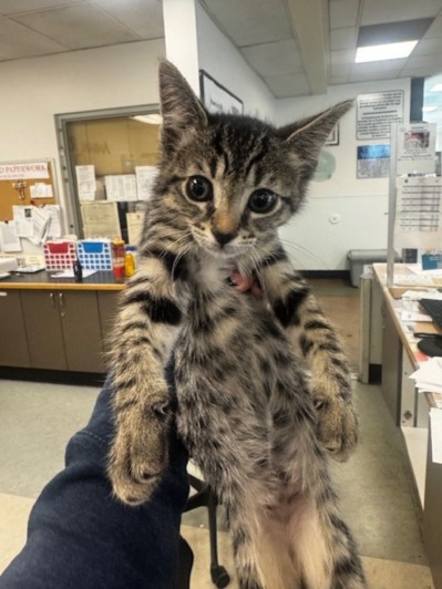 Shelter Stray Male Cat last seen , Los Angeles, CA 91405