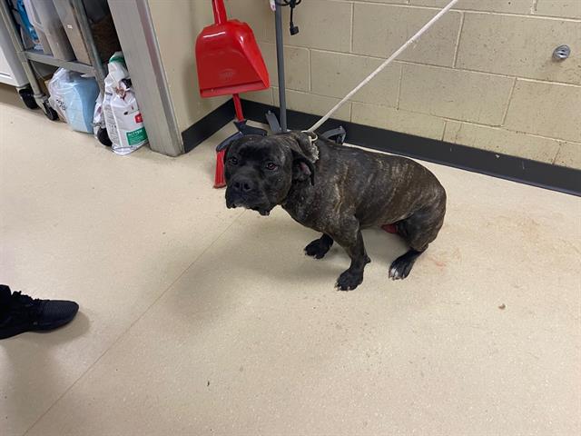 Shelter Stray Female Dog last seen Near BLOCK N 44TH ST, Milwaukee, WI 53215