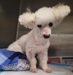 Shelter Stray Male Dog last seen , Los Angeles, CA 91405