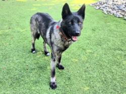 Shelter Stray Female Dog last seen , Los Angeles, CA 91405