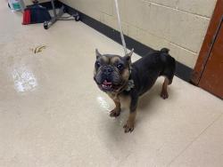 Shelter Stray Female Dog last seen Near BLOCK W WASHINGTON ST, Milwaukee, WI 53215