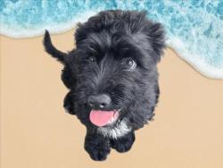 Shelter Stray Male Dog last seen , Los Angeles, CA 91405