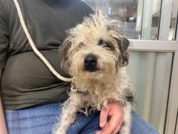 Shelter Stray Male Dog last seen 1ST/MITCHELL, Milwaukee, WI 53215