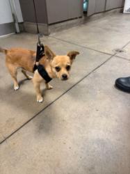 Shelter Stray Male Dog last seen , Los Angeles, CA 91405