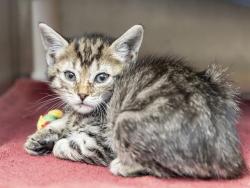 Shelter Stray Female Cat last seen 24TH ST AND BASELINE, Phoenix, AZ 85008