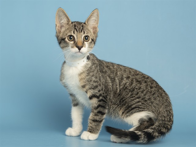 Shelter Stray Male Cat last seen Near BLOCK MARCO POLO RD, Phoenix, AZ 85008
