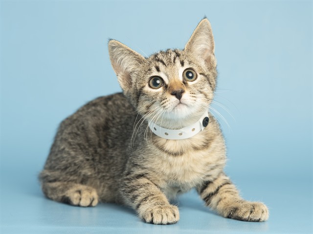 Shelter Stray Female Cat last seen Near BLOCK MARCO POLO RD, Phoenix, AZ 85008
