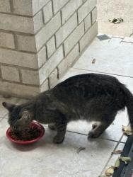 Found/Stray Female Cat last seen Westcreek, San Antonio, TX 78253