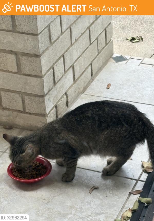 Found/Stray Female Cat last seen Westcreek, San Antonio, TX 78253