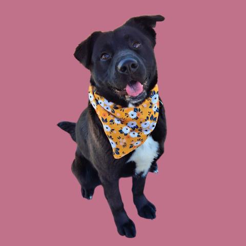 Shelter Stray Female Dog last seen Near BLOCK COLEMAN PL, ROSAMOND CA 93560, Bakersfield, CA 93308