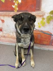 Shelter Stray Male Dog last seen Near BLOCK E. SANTA ANA AVE, San Bernardino, CA 92401