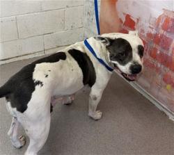 Shelter Stray Female Dog last seen Near BLOCK S. CACTUS AVE, San Bernardino, CA 92401