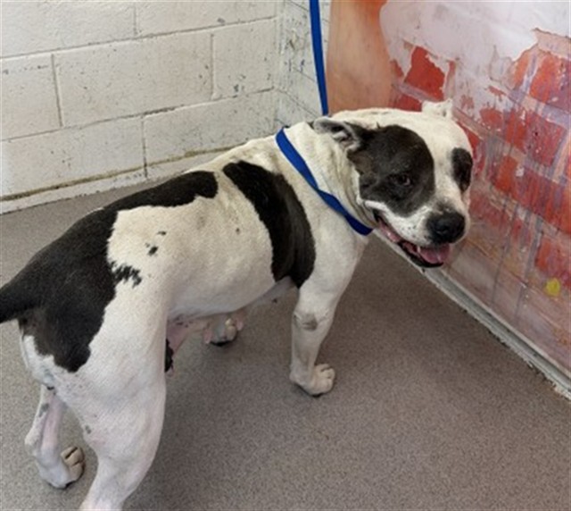 Shelter Stray Female Dog last seen Near BLOCK S. CACTUS AVE, San Bernardino, CA 92401