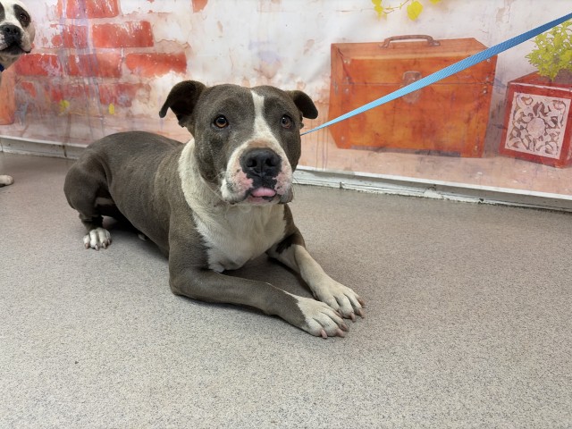 Shelter Stray Female Dog last seen Near BLOCK S. CACTUS AVE, San Bernardino, CA 92401