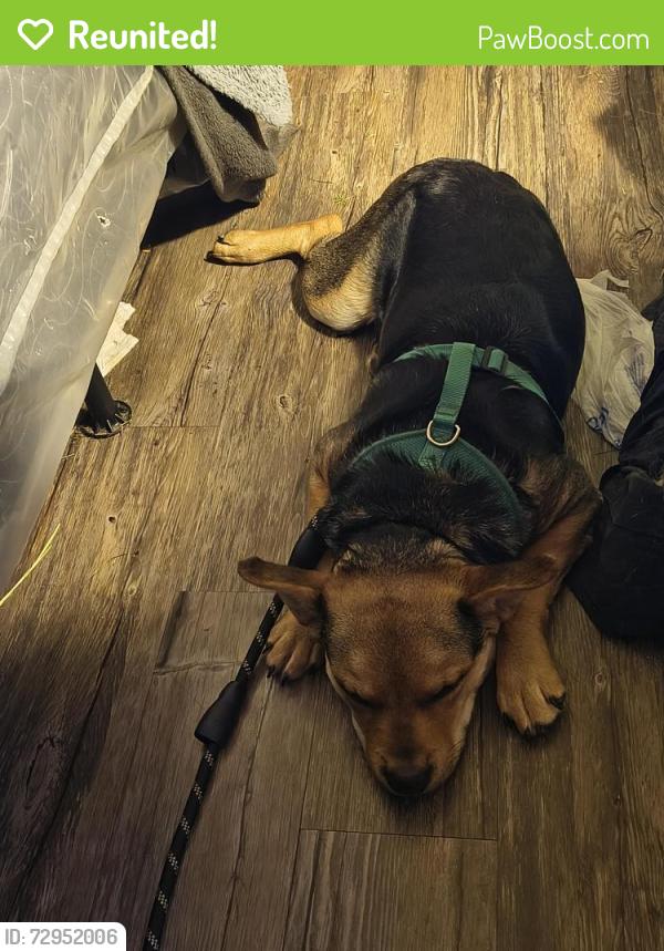 Reunited Female Dog last seen Polk 8th st, Wichita Falls, TX 76301