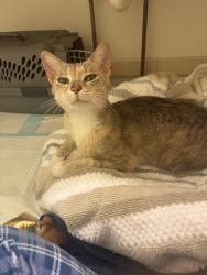 Found/Stray Female Cat last seen Chandon Dog Park 900 Palmer Drive Herndon, Va , Herndon, VA 20170