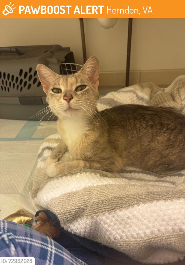 Found/Stray Female Cat last seen Chandon Dog Park 900 Palmer Drive Herndon, Va , Herndon, VA 20170
