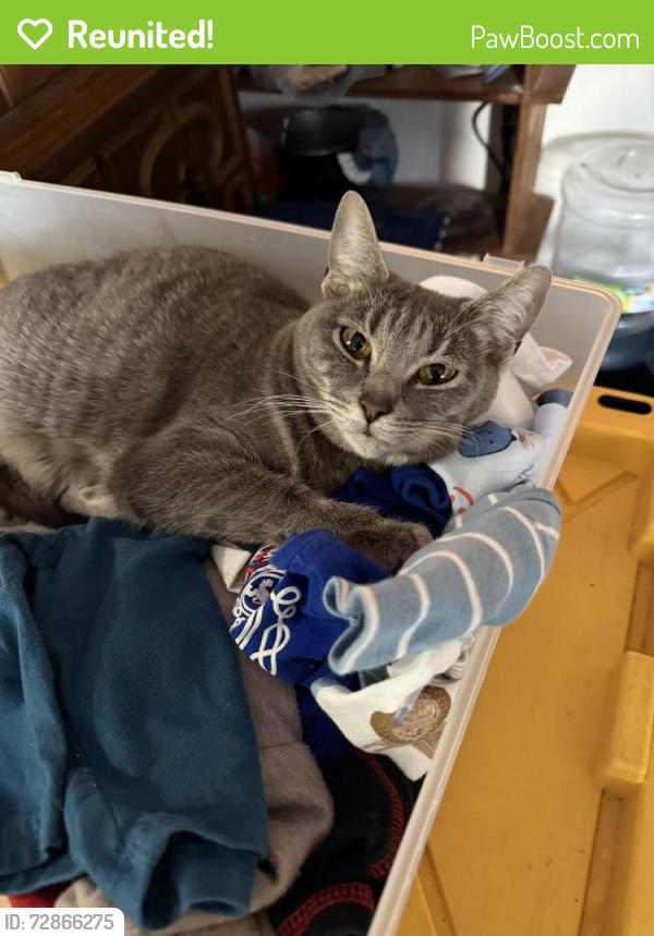 Reunited Female Cat last seen Hopkins , Central Point, OR 97502