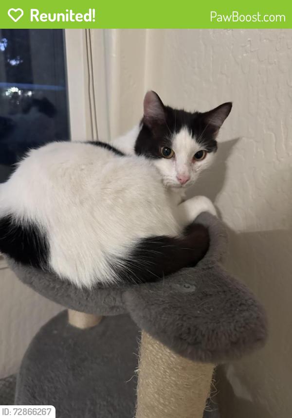 Reunited Male Cat last seen Hopkins , Central Point, OR 97502