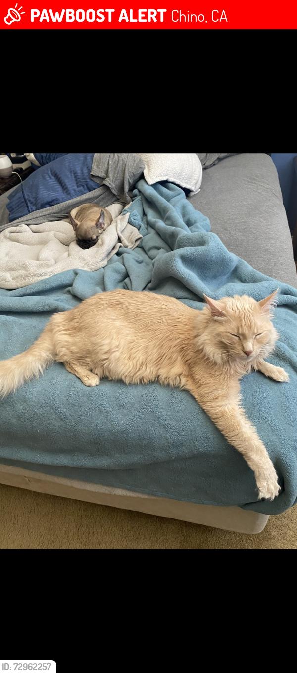 Lost Male Cat last seen Bickmore  , Chino, CA 91708