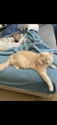 Lost Male Cat last seen Bickmore  , Chino, CA 91708