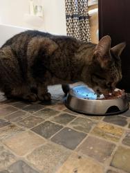 Reunited Male Cat last seen 40th and 24th Ave S (near Roosevelt HS), Minneapolis, MN 55406