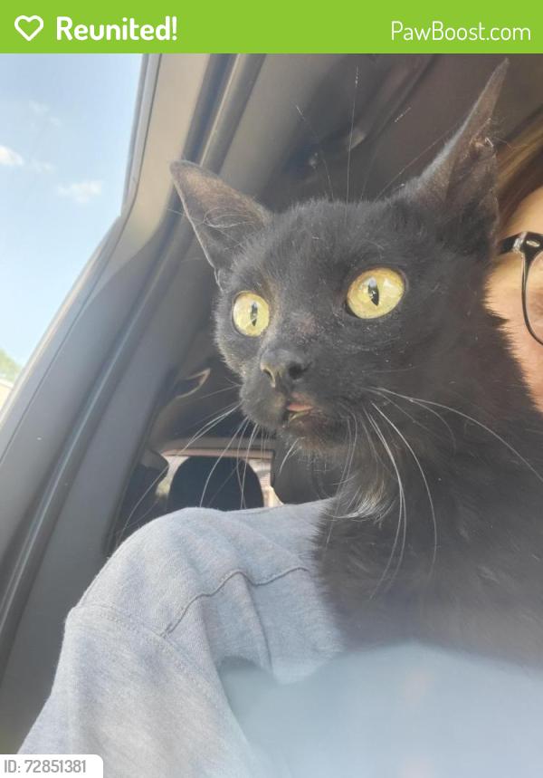 Reunited Female Cat last seen 5th and Iowa st , Perry, IA 50220