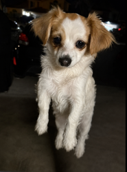 Lost Male Dog last seen La crescenta ave , Victorville, CA 92392