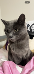 Lost Male Cat last seen Near Elmendorf Dr, Denver, CO 80249, Denver, CO 80249