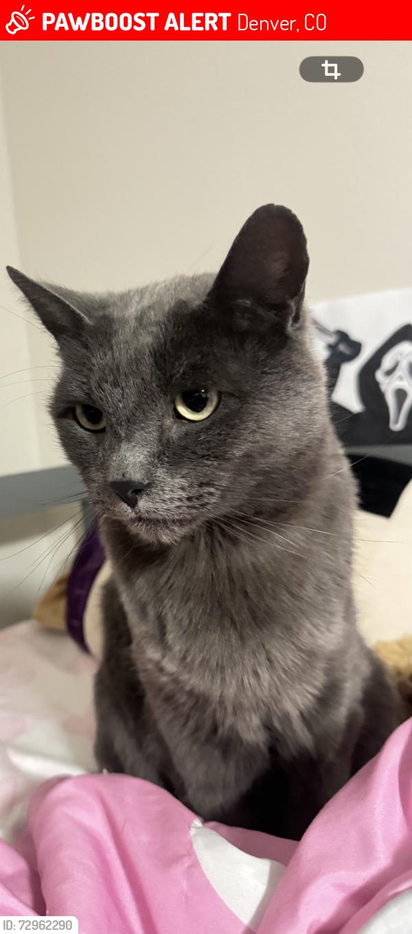 Lost Male Cat last seen Near Elmendorf Dr, Denver, CO 80249, Denver, CO 80249