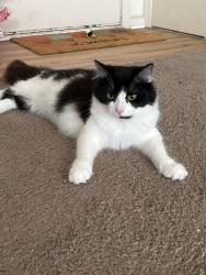 Lost Male Cat last seen Little Chicago and 32 - Pebble Brook apmts, Noblesville, IN 46062