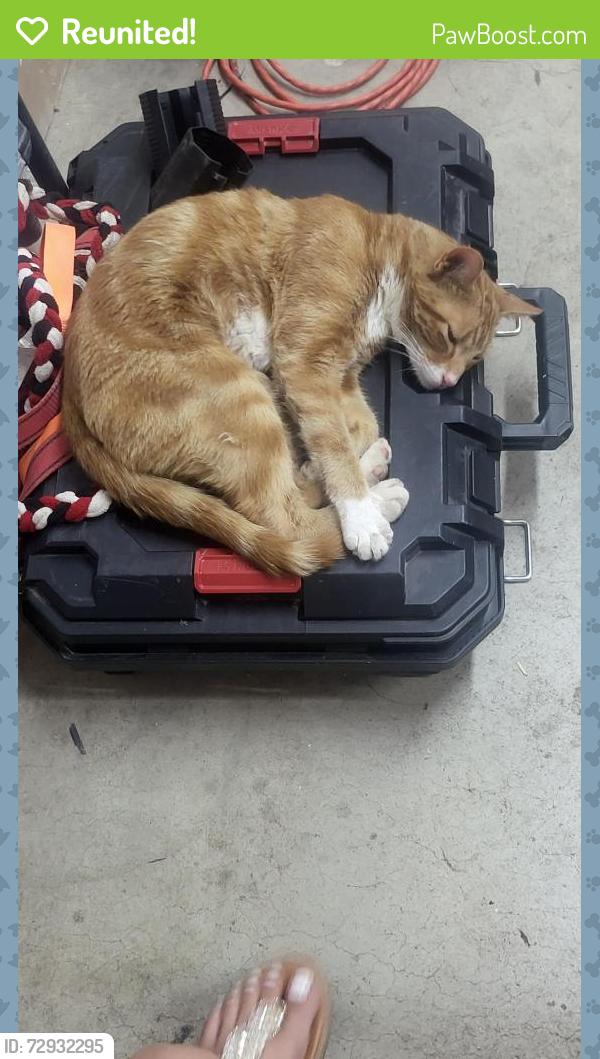 Reunited Male Cat last seen 7th street Hesperia , Hesperia, CA 92345